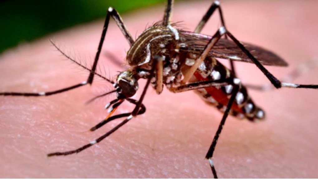Đặc điểm của muỗi truyền bệnh sốt xuất huyết